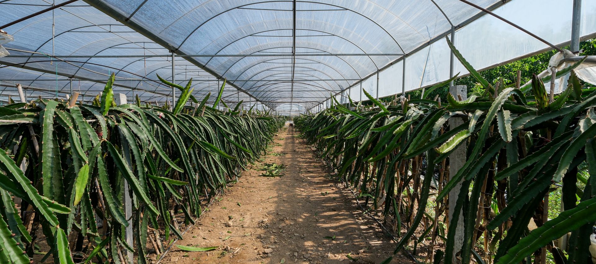 Dragon fruit production over 20 varieties