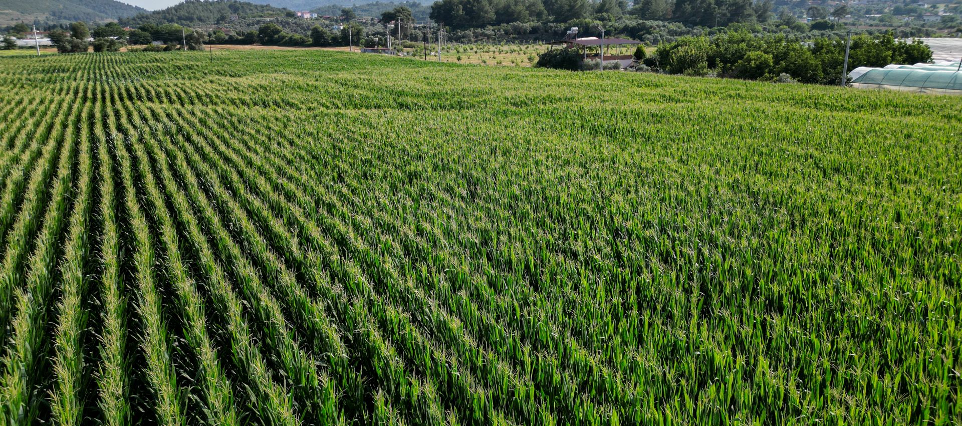 Ancestral Seed Corn Production
