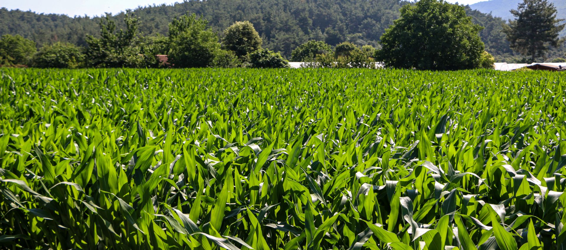 Sustainable Agriculture
