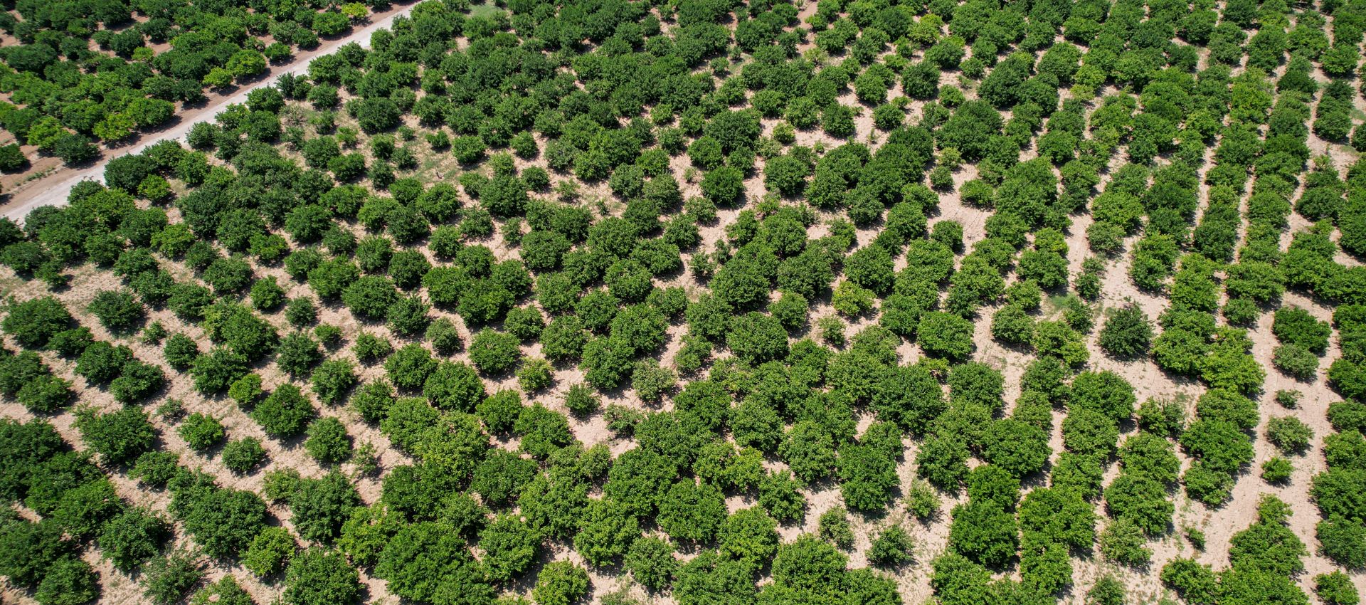 Export Quality Tangerine Production