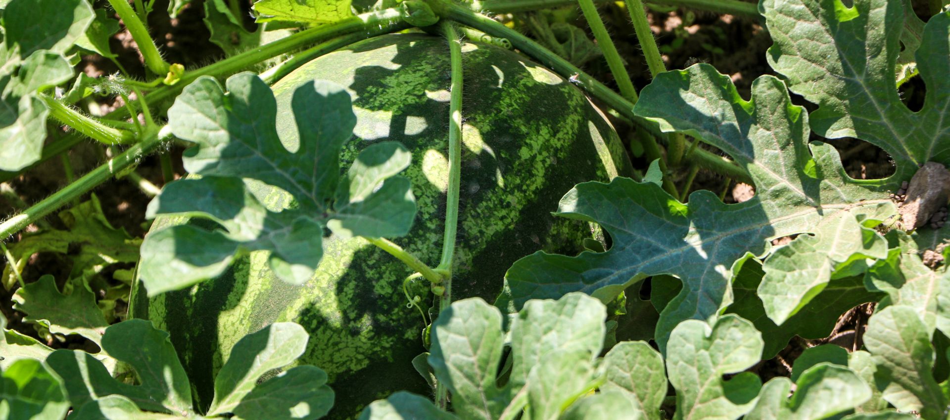 Selex Watermelon Production